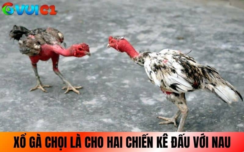 Xổ gà chọi là cho hai chiến kê tập luyện với nhau Xổ gà chọi là cho hai chiến kê tập luyện với nhau