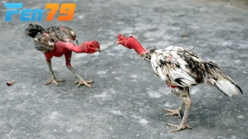 Xổ gà chọi là hình thức cho hai chiến kê tập luyện với nhau