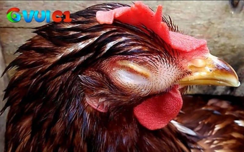 Bệnh Ort ở gà có thể lây lan qua không khí, môi trường nuôi kém chất lượng Bệnh Ort ở gà có thể lây lan qua không khí, môi trường nuôi kém chất lượng