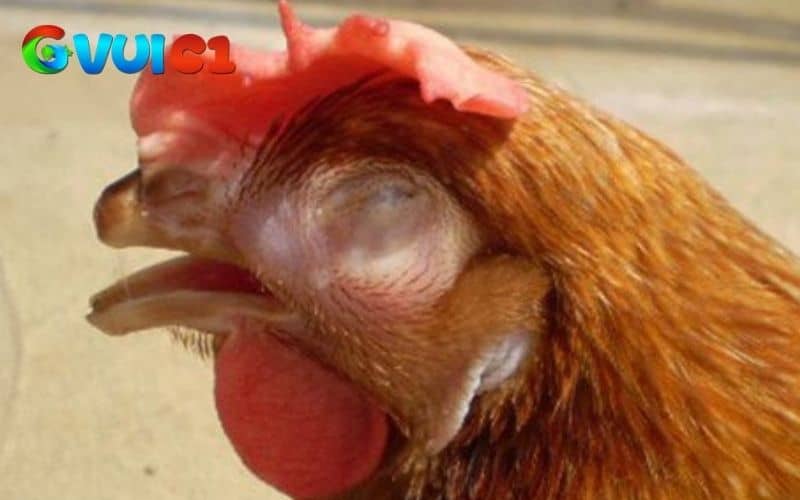 Bệnh Ort ở gà là bệnh truyền nhiễm gây ảnh hưởng đến hệ hô hấp của gà Bệnh Ort ở gà là bệnh truyền nhiễm gây ảnh hưởng đến hệ hô hấp của gà