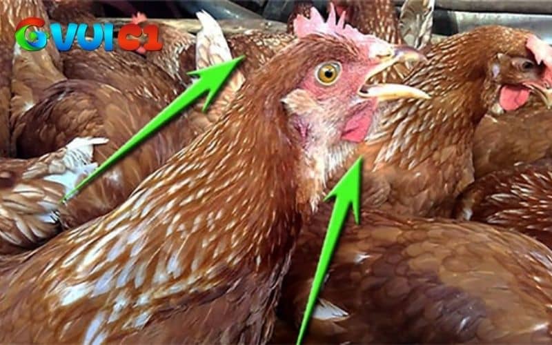 Cách điều trị bệnh Ort ở gà Cách điều trị bệnh Ort ở gà