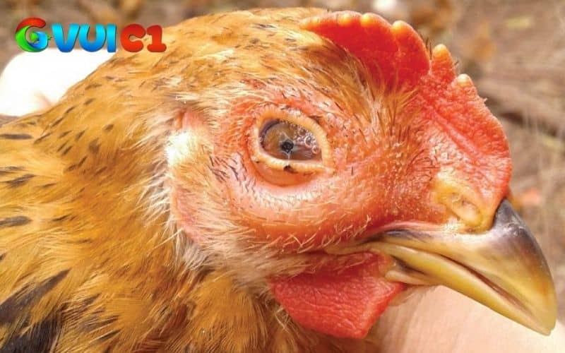 Bệnh CRD ở gà có thể lây qua đường hô hấp và lây lan qua trứng Bệnh CRD ở gà có thể lây qua đường hô hấp và lây lan qua trứng