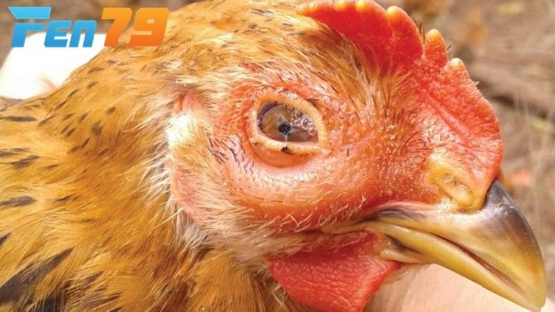 Bệnh CRD ở gà có thể lây qua đường hô hấp và lây lan qua trứng