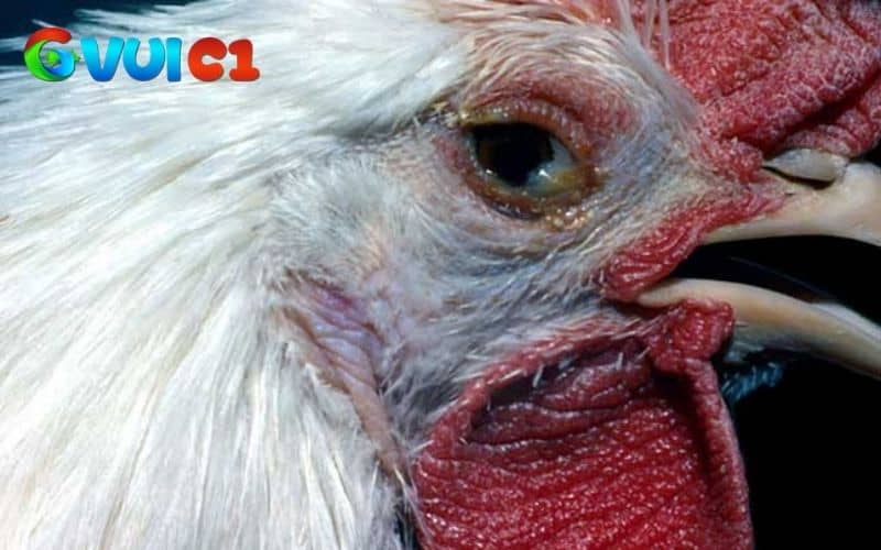 Bệnh CRD ở gà là bệnh viêm đường hô hấp mãn tính do vi khuẩn gây ra Bệnh CRD ở gà là bệnh viêm đường hô hấp mãn tính do vi khuẩn gây ra