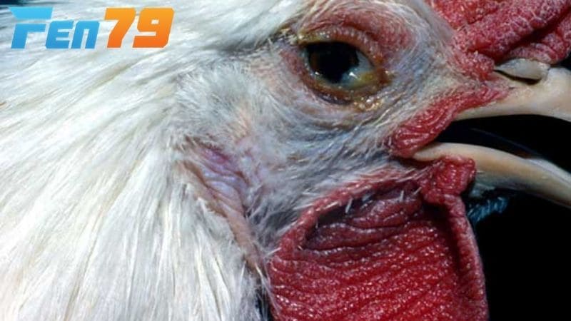 Bệnh CRD ở gà là bệnh viêm đường hô hấp mãn tính do vi khuẩn gây ra