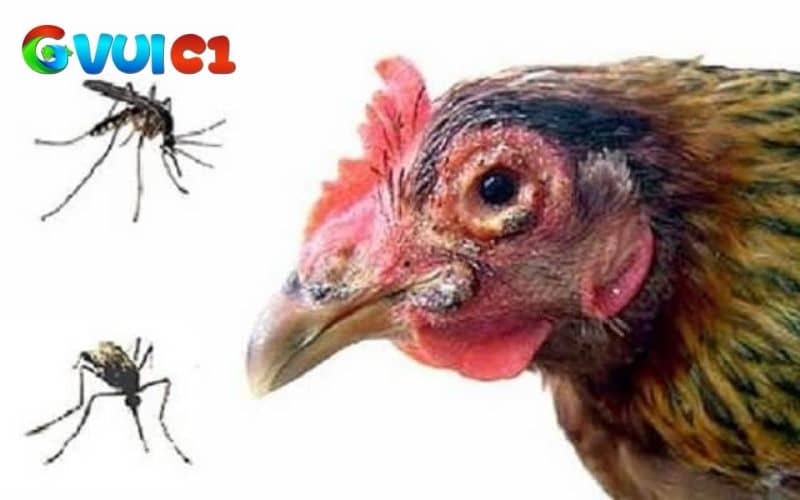 Bệnh đậu ở gà có nhiều nguyên nhân gây ra Bệnh đậu ở gà có nhiều nguyên nhân gây ra
