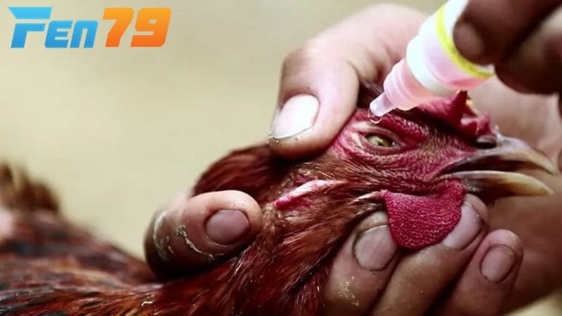 Bệnh dịch tả gà hay bệnh Newcastle là bệnh truyền nhiễm cấp tính Bệnh dịch tả gà hay bệnh Newcastle là bệnh truyền nhiễm cấp tính