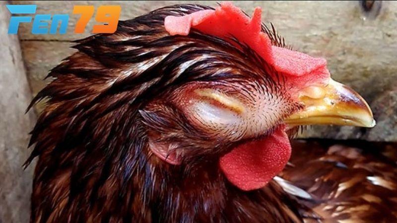 Bệnh Ort ở gà có thể lây lan qua không khí, môi trường nuôi kém chất lượng