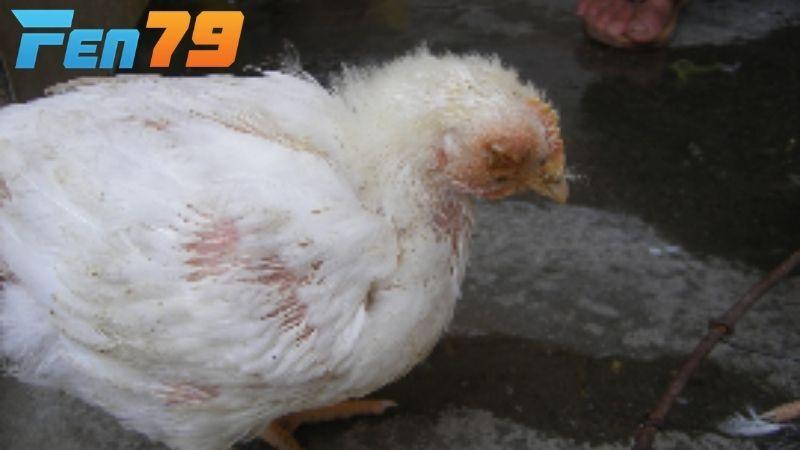 Bệnh Ort ở gà là bệnh truyền nhiễm gây ảnh hưởng đến hệ hô hấp của gà