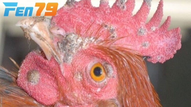 Bệnh đậu gà là bệnh truyền nhiễm do virus Aviproxvirus