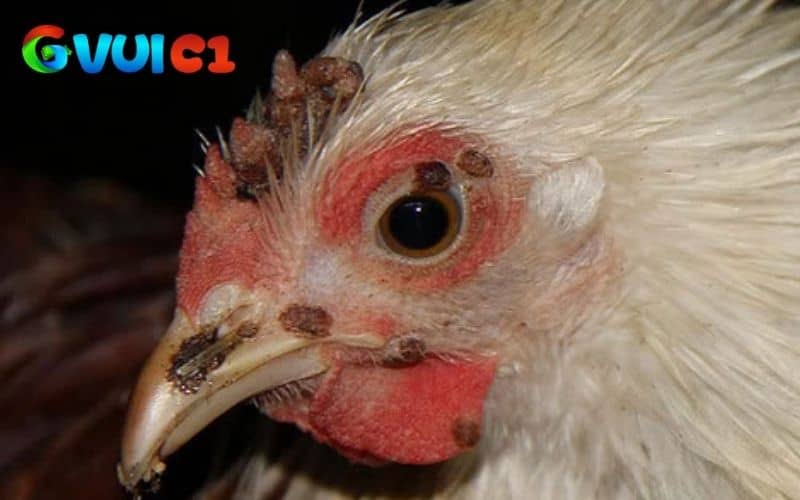 Bệnh thủy đậu ở gà dạng khô Bệnh thủy đậu ở gà dạng khô