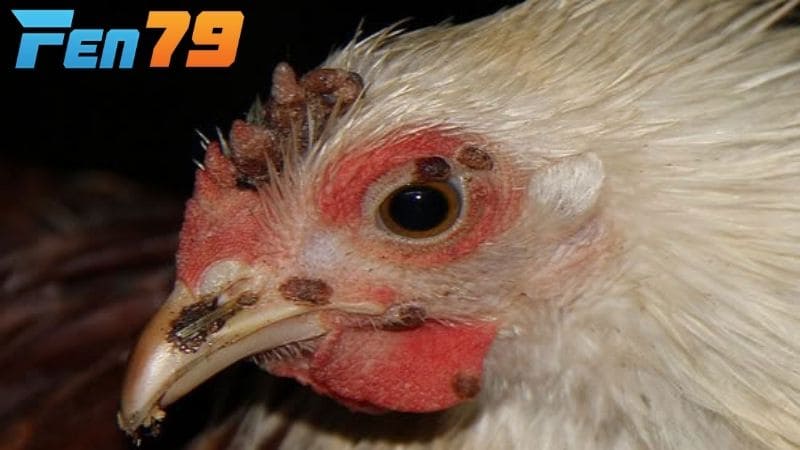 Bệnh thủy đậu ở gà dạng khô