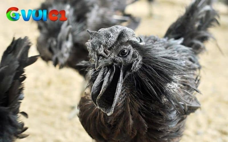 Bộ lông của gà mặt quỷ Bộ lông của gà mặt quỷ