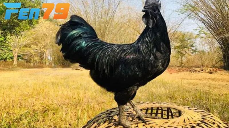 Bộ lông của gà mặt quỷ Bộ lông của gà mặt quỷ