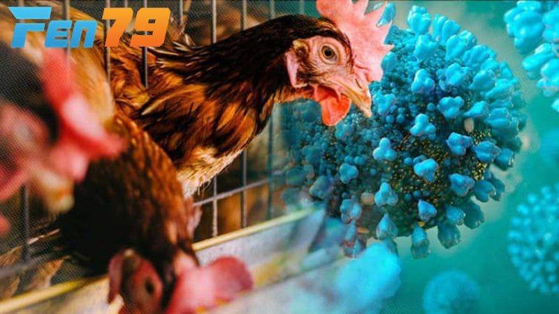 Bước 1 là cách ly và xử lý gà bệnh thủy đậu