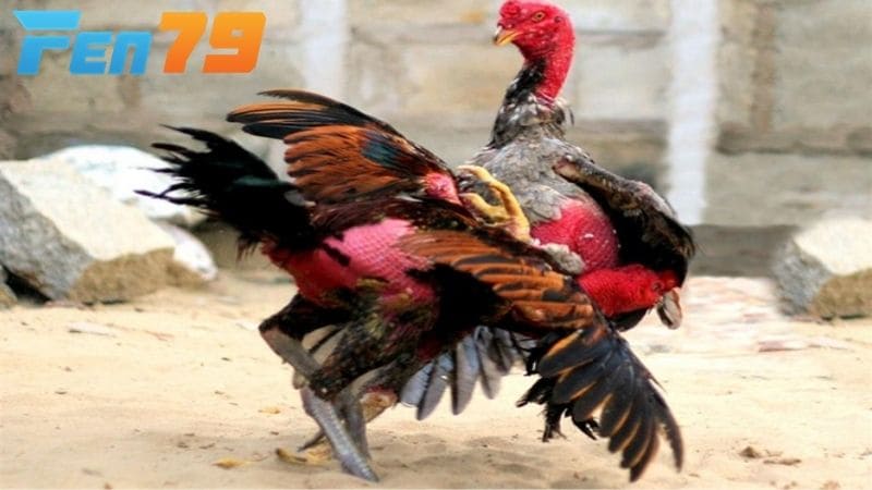 Những cách nhận biết gà chọi đá mé