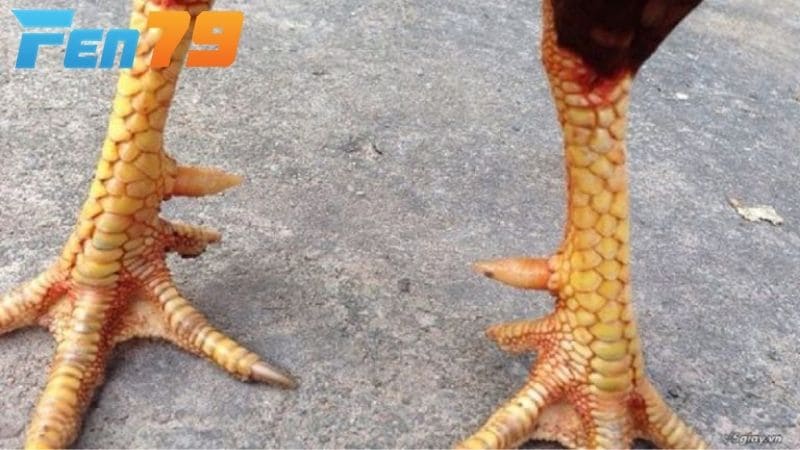 Các đặc điểm khi chọn gà chọi chân đẹp