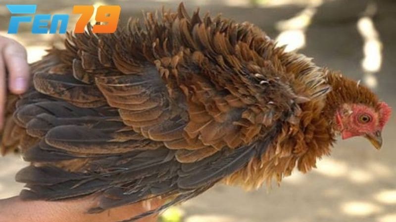 Các dấu hiệu nhận biết gà bị xù lông