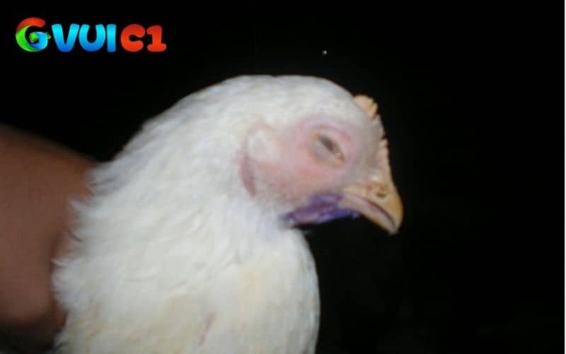 Các dấu hiệu nhận biết bệnh CRD ở gà Các dấu hiệu nhận biết bệnh CRD ở gà