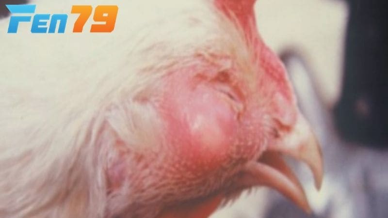 Các dấu hiệu nhận biết bệnh CRD ở gà