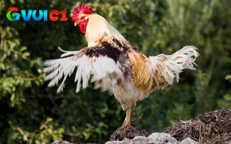 Các dấu hiệu nhận biết gà chuẩn bị thay lông Các dấu hiệu nhận biết gà chuẩn bị thay lông