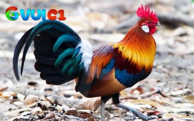 Các loại thuốc bổ sung khi nuôi gà đá tơ Các loại thuốc bổ sung khi nuôi gà đá tơ
