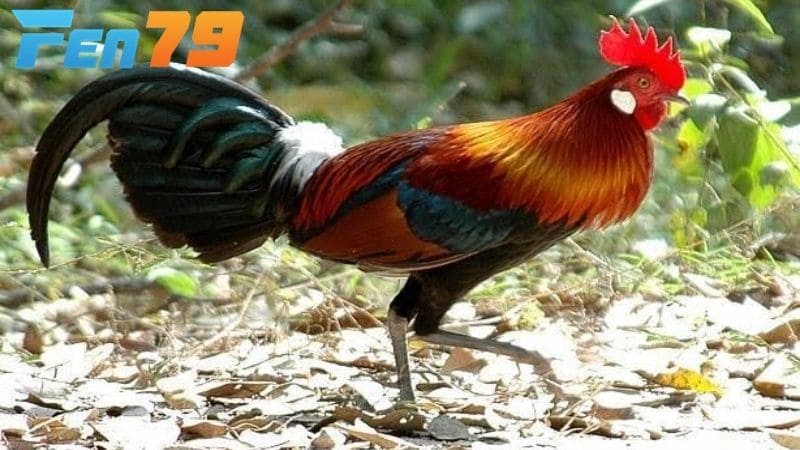 Các loại thuốc bổ sung khi nuôi gà đá tơ