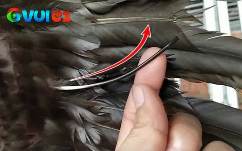 Các màu sắc của lông voi Các màu sắc của lông voi