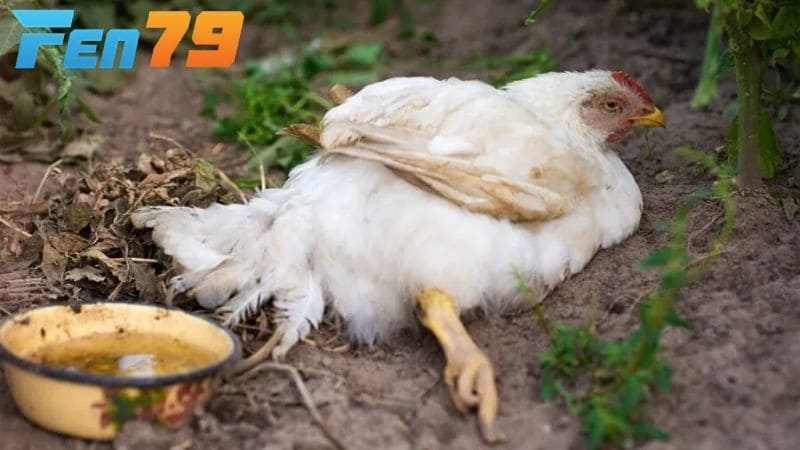 Các nguyên nhân dẫn đến bệnh dịch tả gà