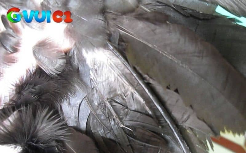 Các vị trí lông voi thường mọc Các vị trí lông voi thường mọc