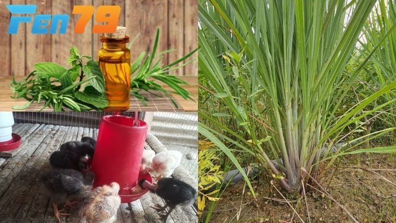 Cách diệt mạt gà bằng phương pháp dân gian