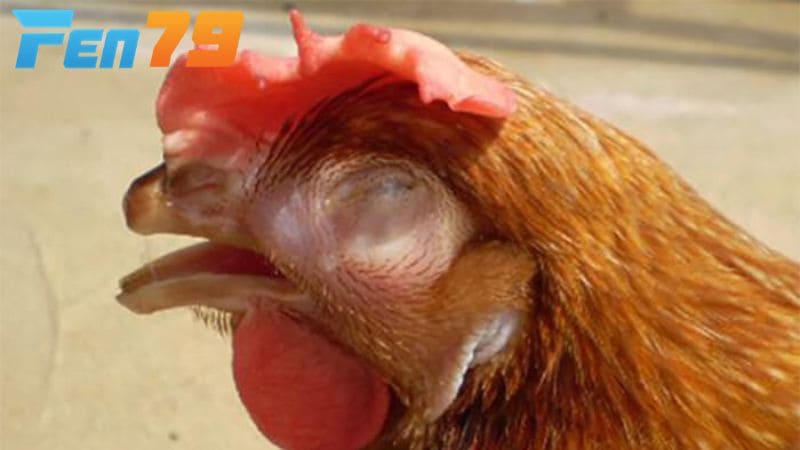 Cách điều trị bệnh CRD kháng sinh đặc hiệu