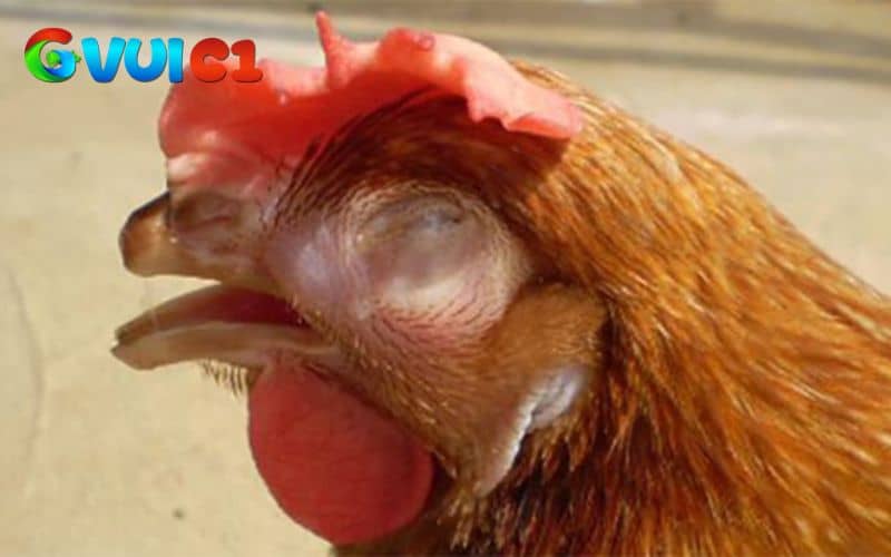Cách điều trị bệnh CRD kháng sinh đặc hiệu Cách điều trị bệnh CRD kháng sinh đặc hiệu