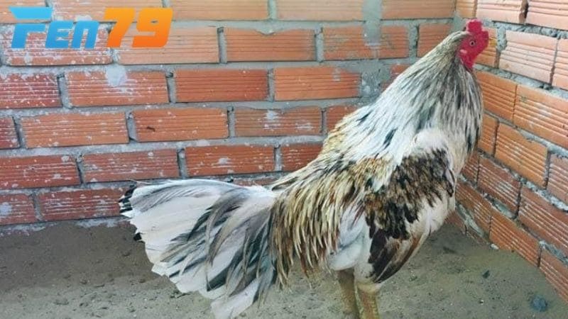 Cách nhận biết gà ngũ sắc qua màu lông và hình dạng cơ thể