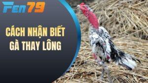 Cách nhận biết gà thay lông