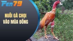 Cách nuôi gà chọi vào mùa đông
