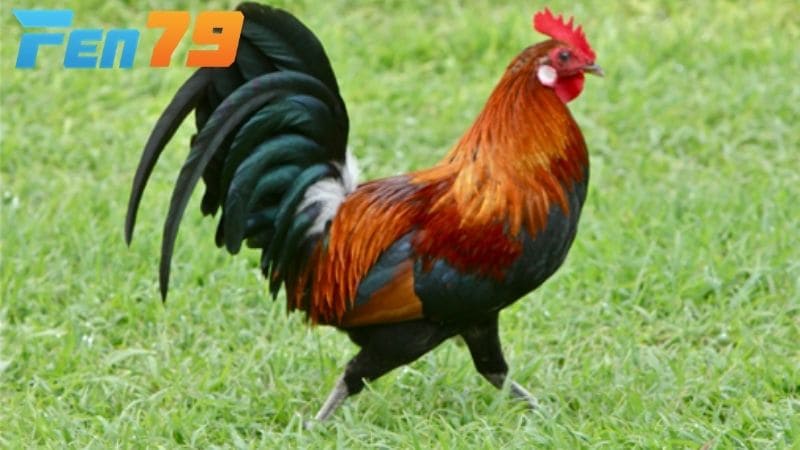 Cách nuôi gà đá tơ đơn giản nhưng người nuôi cần có kiến thức và kinh nghiệm