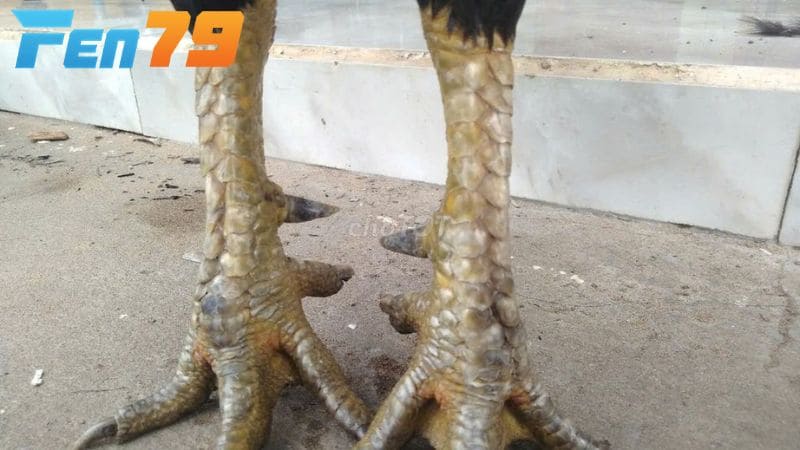 Cần nhiều yếu tố để biết chính xác gà chọi đá hay thay vì chân gà chọi đẹp