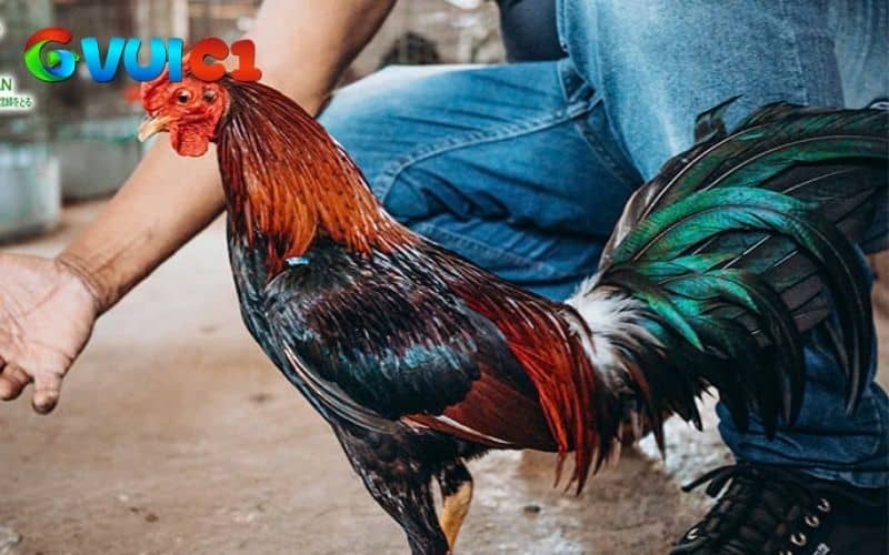 Chế độ nghỉ ngơi và phục hồi Chế độ nghỉ ngơi và phục hồi