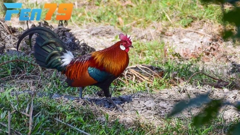 Cho gà đá tơ ăn đầy đủ cách chất dinh dưỡng