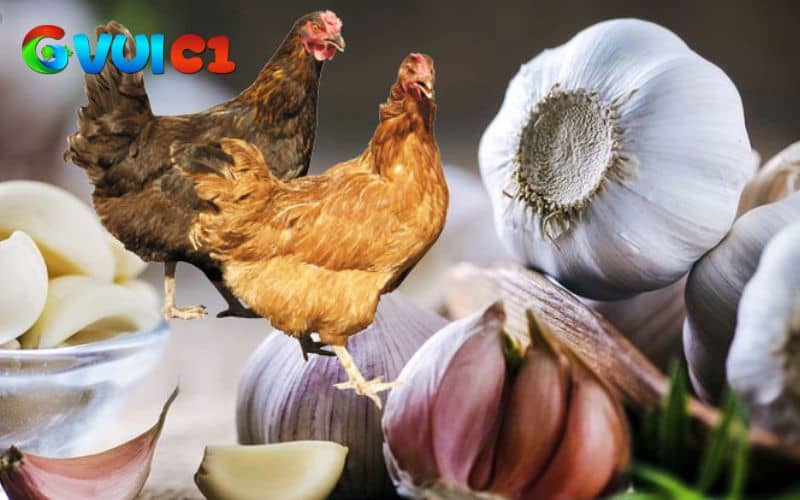Cho gà uống thưởng với liều lượng vừa đủ và thường xuyên Cho gà uống thưởng với liều lượng vừa đủ và thường xuyên