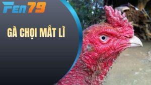 Gà Chọi Mắt Lì