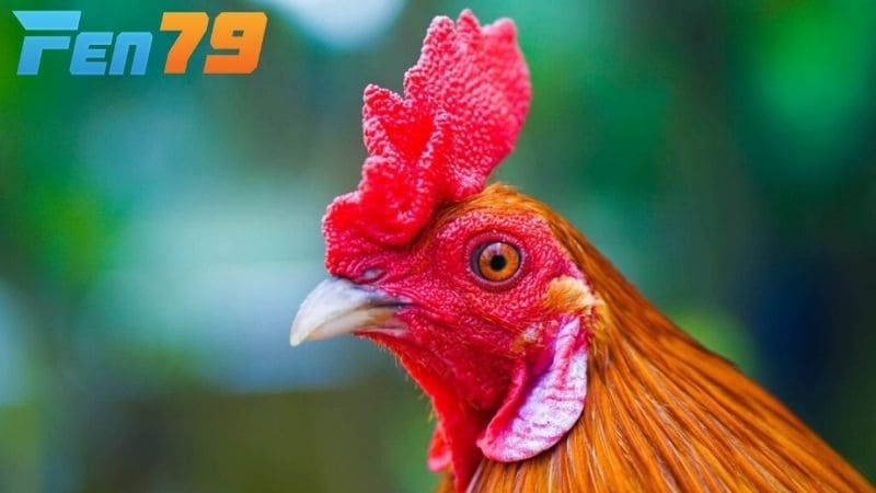 Chọn gà chọi mắt lì và đá tốt dựa trên hình dạng và màu sắc của mắt