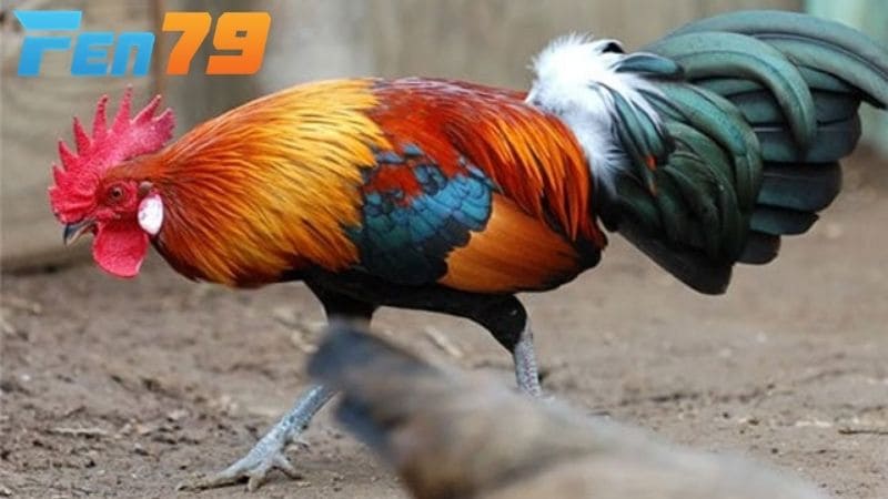 Chọn giống gà đá giỏi và có sức khỏe tốt