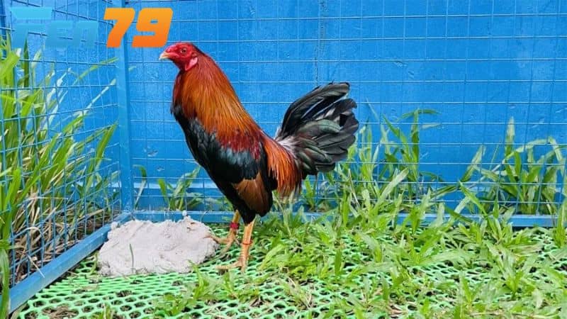 Chế độ dinh dưỡng phù hợp sau trận đá