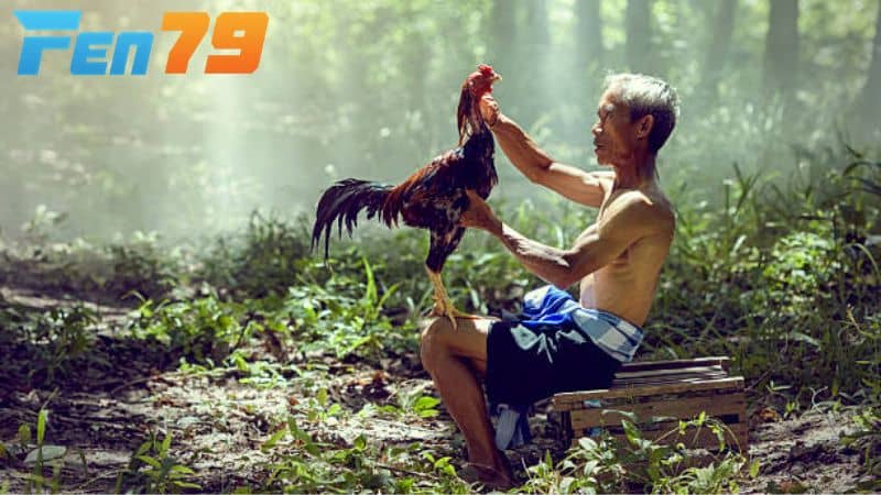 Vệ sinh và om bóp cho gà sau khi đá