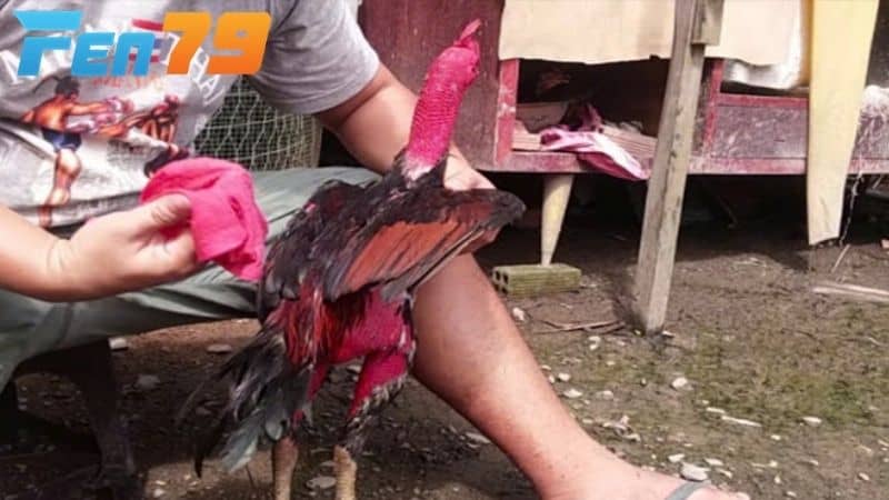 Xử lý vết thương cho gà sau khi đá