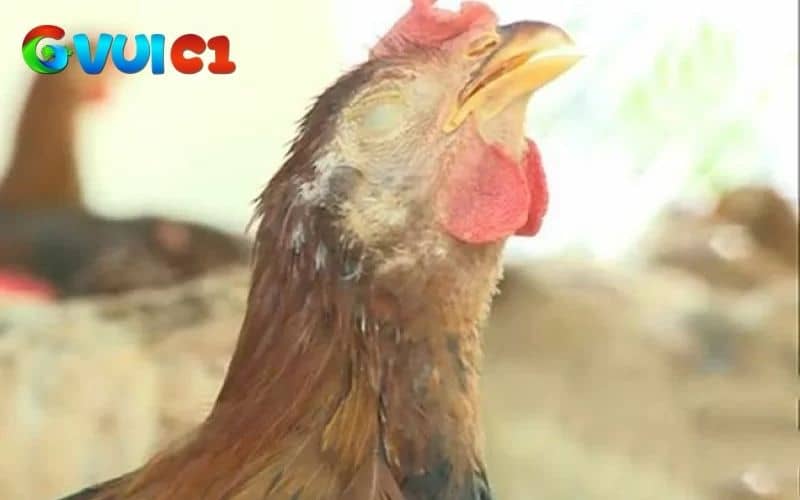 Để điều trị và nhanh hồi phục bạn cần nhận biết được cách dấu hiệu bệnh Ort ở gà Để điều trị và nhanh hồi phục bạn cần nhận biết được cách dấu hiệu bệnh Ort ở gà