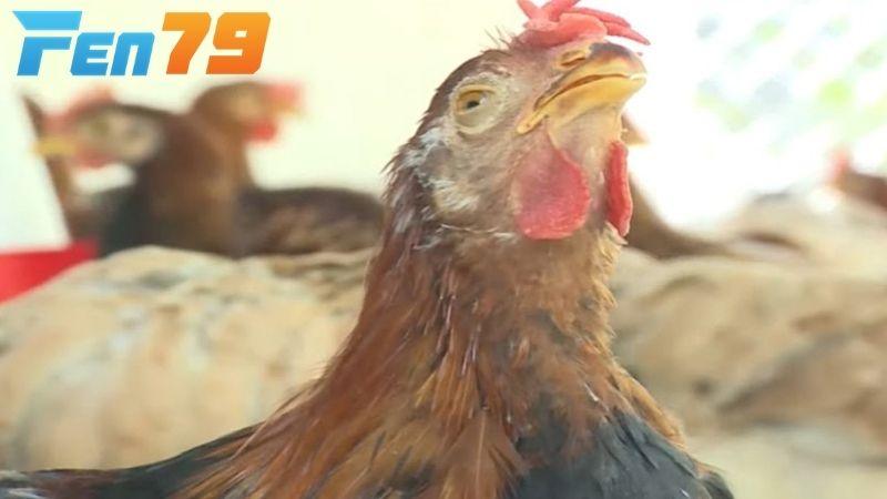 Để điều trị và nhanh hồi phục bạn cần nhận biết được cách dấu hiệu bệnh Ort ở gà