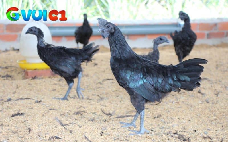 Đôi chân của gà mặt quỷ Đôi chân của gà mặt quỷ